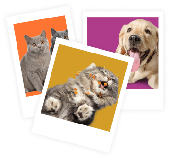Animal Postcard