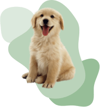 Dog sit with blob background