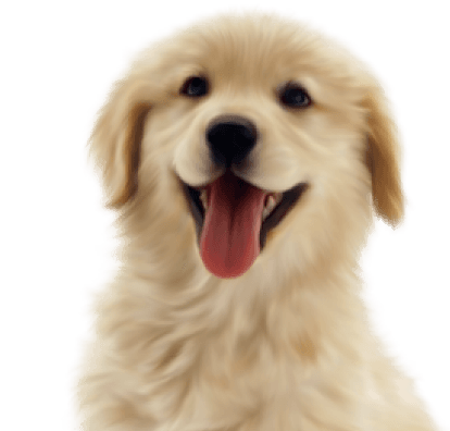 Happy dog